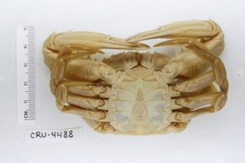 Media type: image;   Invertebrate Zoology CRU-4488 Description: Preserved specimen.;
